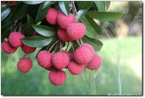 大紅荔枝甜又甜 記藤縣太平鎮江口村的特產荔枝 多圖