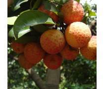 糯米糍荔枝苗產(chǎn)品信息