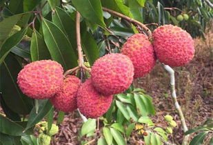 海南無核荔枝 咬下去,滿口都是肉