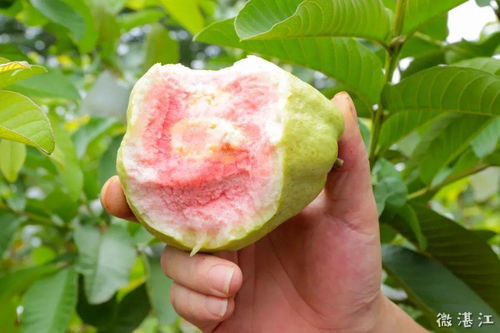 開(kāi)在市區(qū)的 龍井山莊 果園開(kāi)放啦 10元入園任摘任吃還有水果送