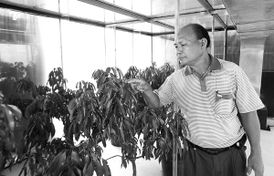 十年鉆研 成就無(wú)核荔枝紅