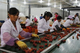 海南四季果園嘉年華 澄邁無(wú)核荔枝開(kāi)摘了