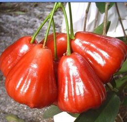 除了金磚峰會(huì),海南水果還上過哪些 高大上 的大場面