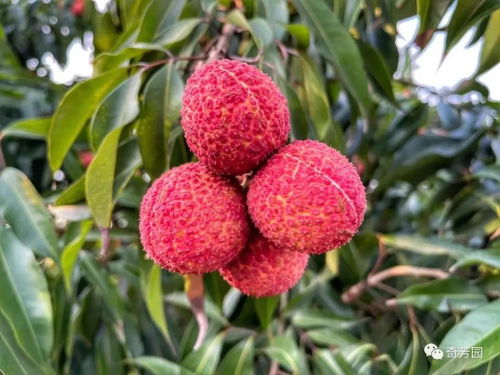 荔枝貴族 海南鴛鴦無(wú)核米枝上市,歡迎選購(gòu)