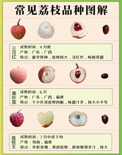 萬(wàn)萬(wàn)沒想到,荔枝有那么多品種