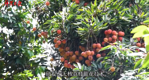 點(diǎn)贊!我國攻克吃荔枝的一個難題
