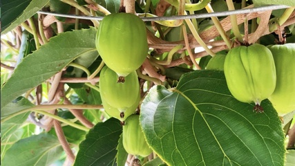 無核荔枝、不吐皮的獼猴桃&hellip;這些水果是來報恩的吧!