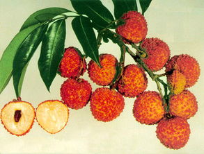 嶺南珍果香飄遠(yuǎn) 廣東無(wú)核荔枝的甜蜜傳奇