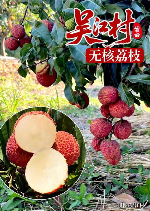 莆田吳江村萬棵無核荔枝喜迎豐收季