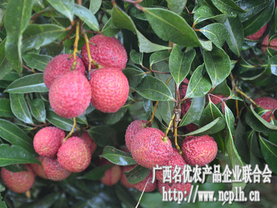 無(wú)核荔枝迎豐收，廣西名優(yōu)農(nóng)產(chǎn)品企業(yè)聯(lián)合會(huì)赴靈山專(zhuān)題調(diào)研