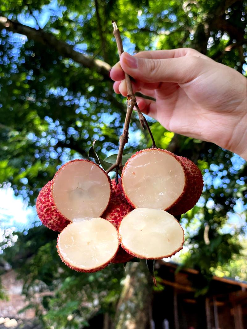 無核荔枝報(bào)恩來 一顆來自自然的甜蜜饋贈