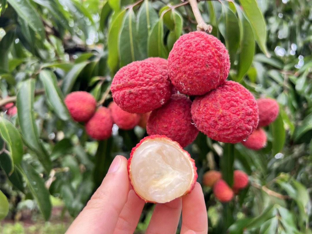 無(wú)核荔枝品鮮季 甜蜜來(lái)襲，你嘗到了嗎？