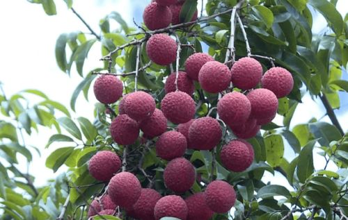 陽江新添“國字號”農(nóng)產(chǎn)品，無核荔枝成吃貨新寵