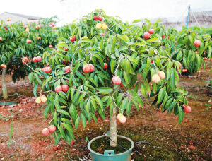 澄邁盆栽無核荔枝 創新培育，即將“鮮活”北上銷往內地