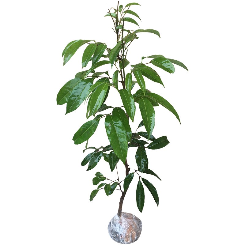 無核荔枝苗 妃子笑、糯米糍、桂味南北方種植指南與當年結果潛力