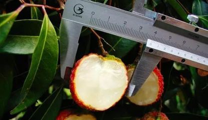什么水果最賺錢？盤點2018年十大網紅水果，無核荔枝為何獨領風騷？