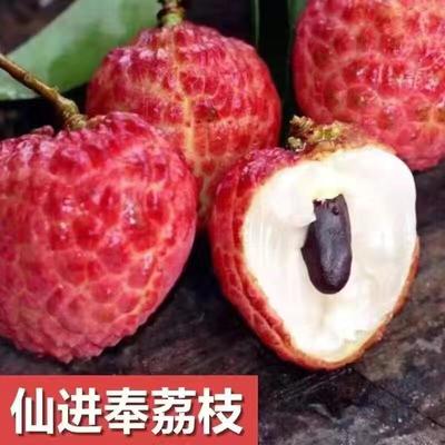 品質(zhì)荔枝樹苗特惠供應(yīng) 仙進(jìn)奉、冰荔、妃子笑、無核荔枝等多品種低價處理